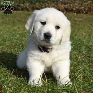 Snowflake, English Cream Golden Retriever Puppy