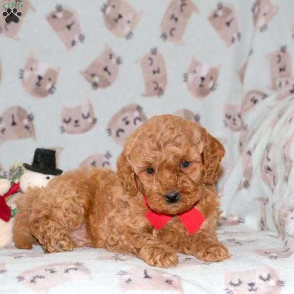 Snowflake, Miniature Poodle Puppy