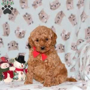 Snowflake, Miniature Poodle Puppy