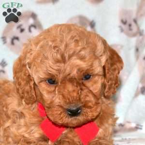 Snowflake, Miniature Poodle Puppy