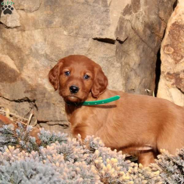 Snowflake, Irish Setter Puppy