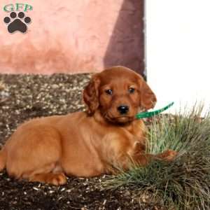 Snowflake, Irish Setter Puppy