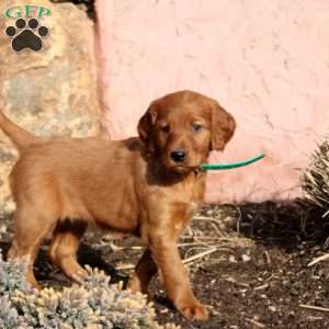 Snowflake, Irish Setter Puppy