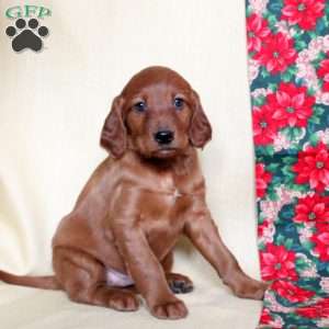 Snowflake, Irish Setter Puppy