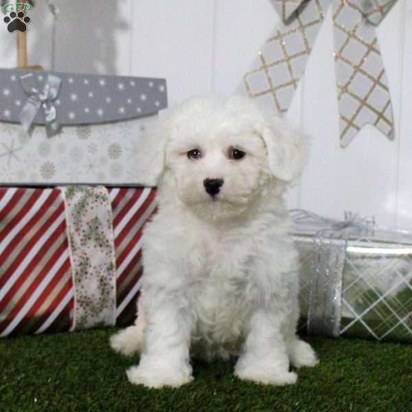 Snowflake, Bichon Frise Puppy