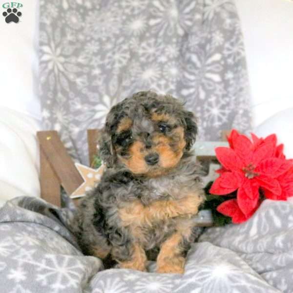 Snuggle, Mini Goldendoodle Puppy