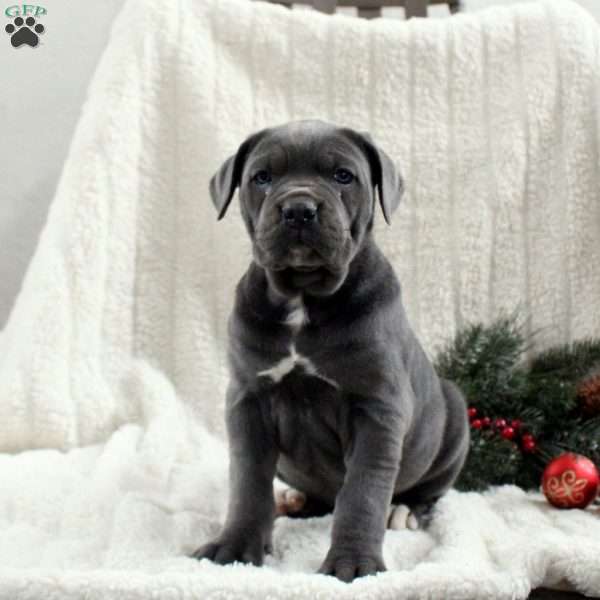 Sofia, Cane Corso Puppy