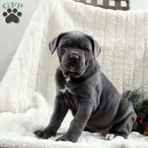 Sofia, Cane Corso Puppy