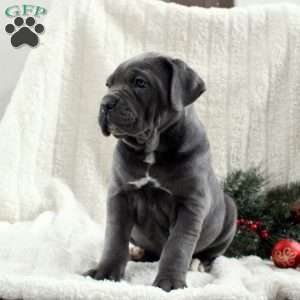 Sofia, Cane Corso Puppy