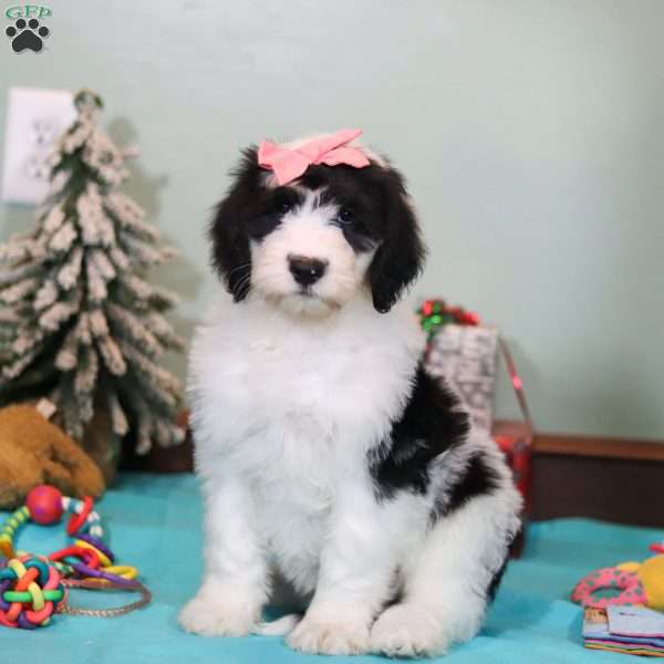 Sophia, Sheepadoodle Puppy