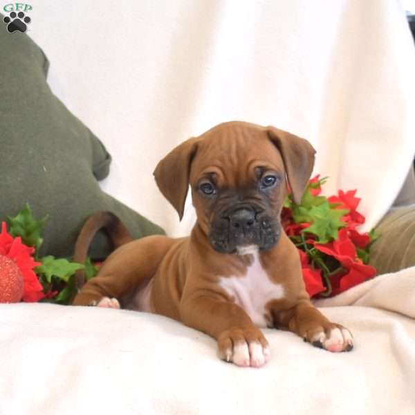 Soldier, Boxer Puppy