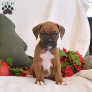 Soldier, Boxer Puppy