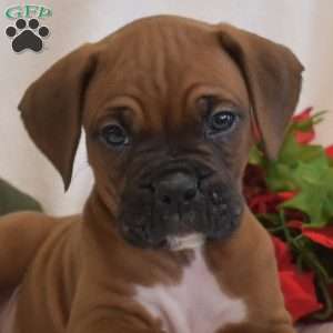 Soldier, Boxer Puppy