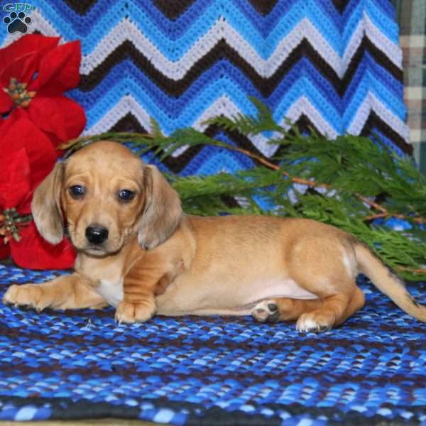 Sonny, Dachshund Puppy