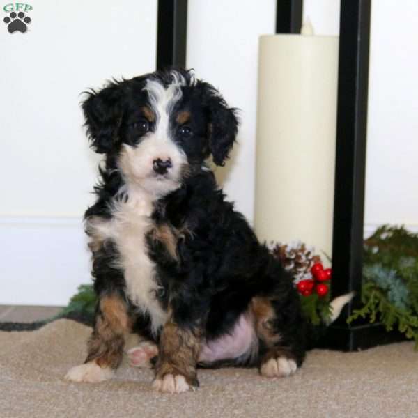 Sonny, Mini Bernedoodle Puppy