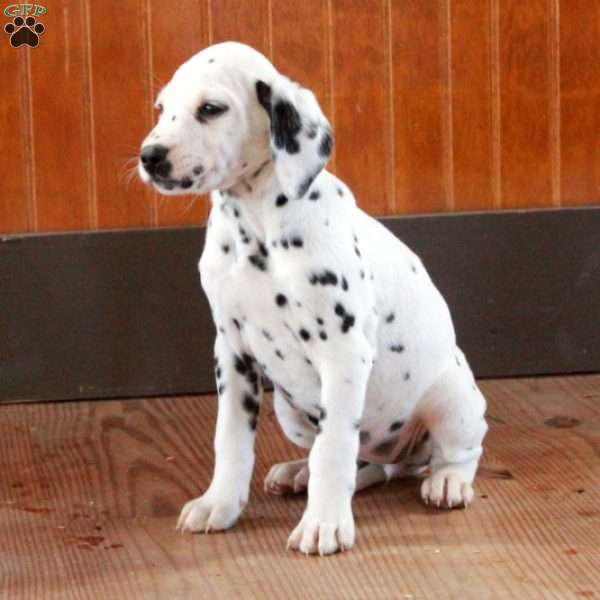 Sophia, Dalmatian Puppy