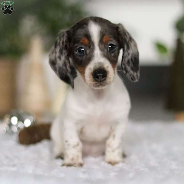 Sophie, Dachshund Puppy