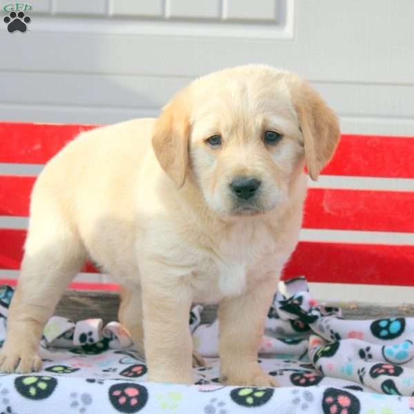 Sophie, Labrador Mix Puppy