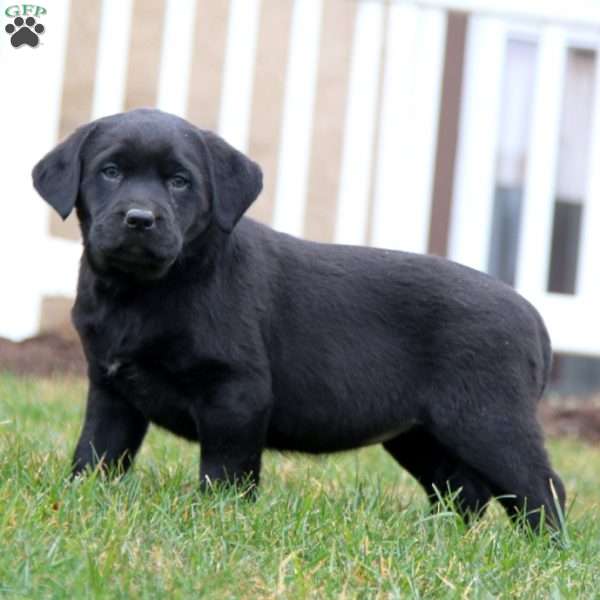 Sophie, Black Labrador Retriever Puppy