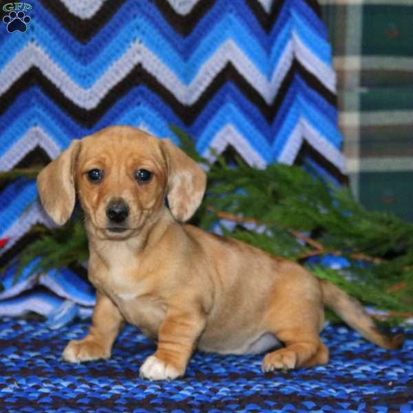 Sophie, Dachshund Puppy