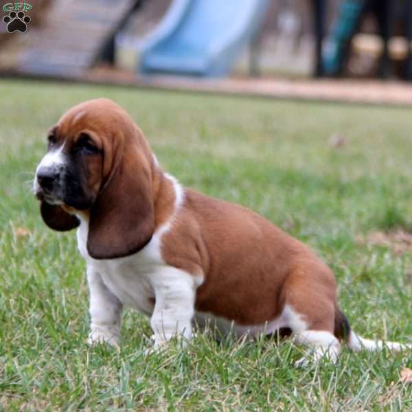 Sophie, Basset Hound Puppy