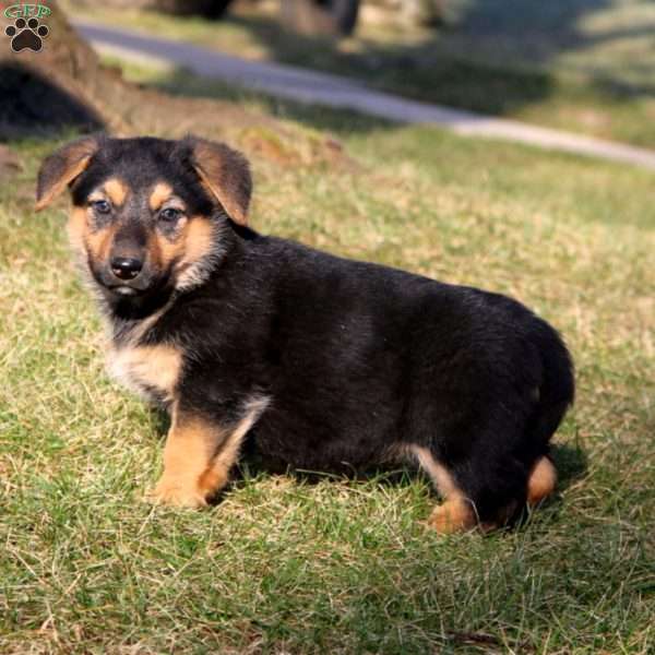 Sophie, German Shepherd Mix Puppy