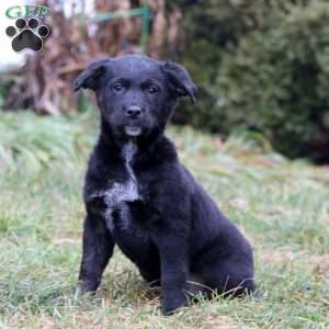 Sophie, Golden Retriever Mix Puppy