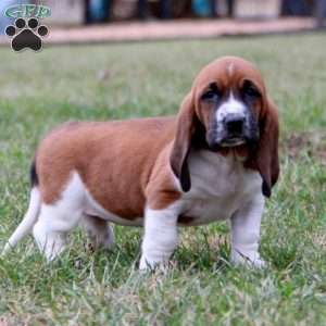 Sophie, Basset Hound Puppy