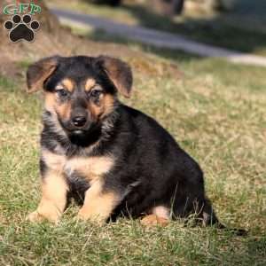 Sophie, German Shepherd Mix Puppy