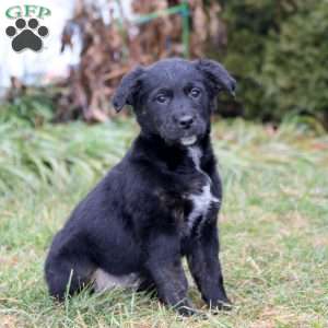 Sophie, Golden Retriever Mix Puppy