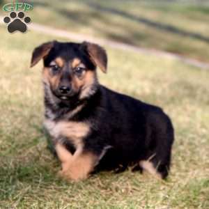 Sophie, German Shepherd Mix Puppy