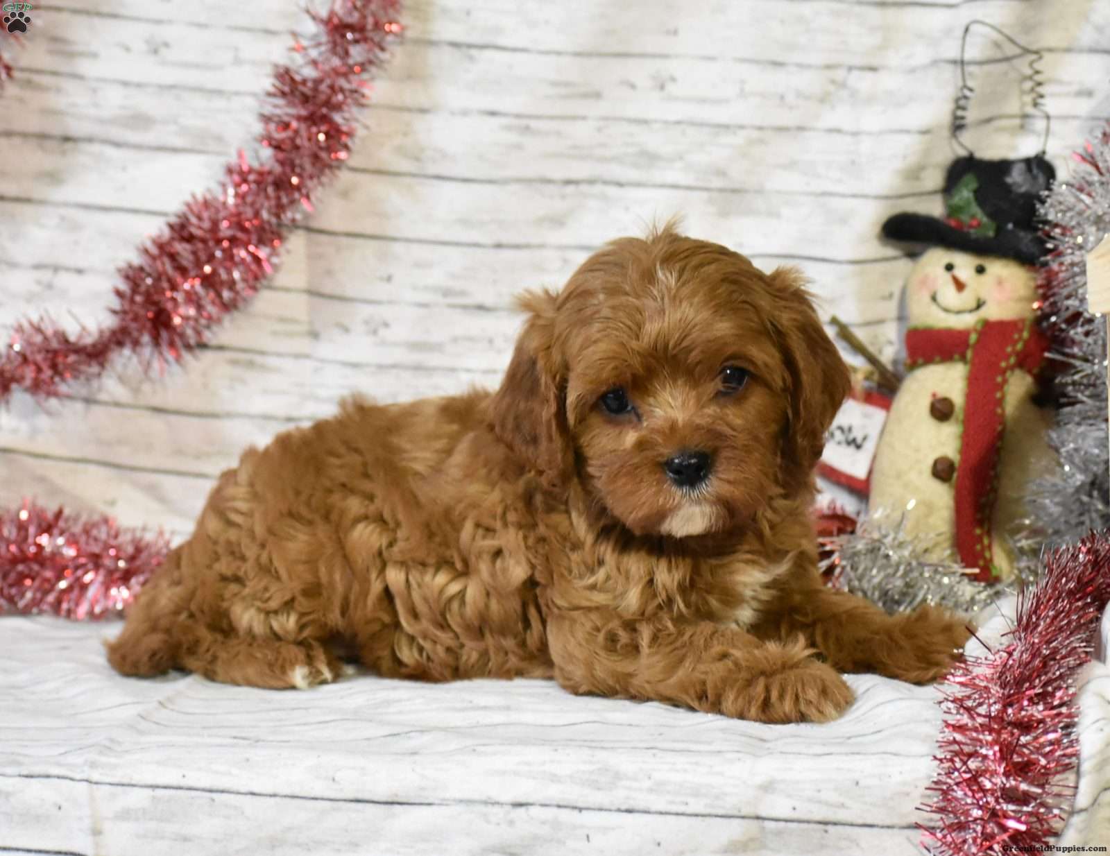 Sparkle - Cavapoo Puppy For Sale in Pennsylvania