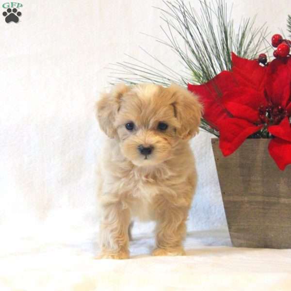 Sparkle, Maltipoo Puppy