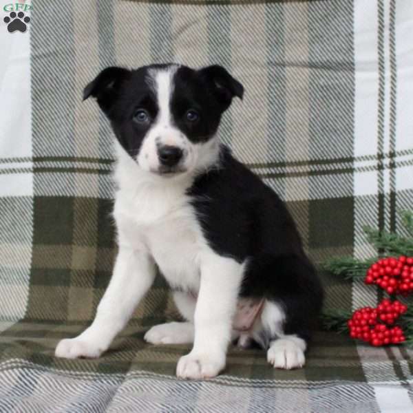 Sparkle, Border Collie Puppy