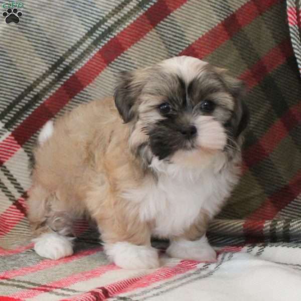 Sparkle, Shih Tzu Puppy