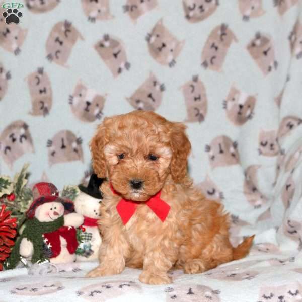 Sparkle, Miniature Poodle Puppy