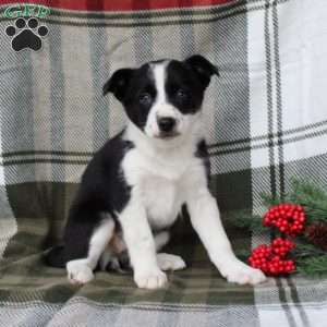 Sparkle, Border Collie Puppy