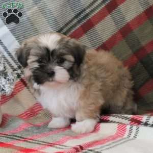 Sparkle, Shih Tzu Puppy