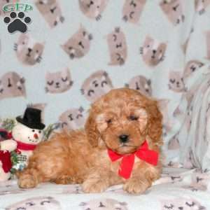 Sparkle, Miniature Poodle Puppy