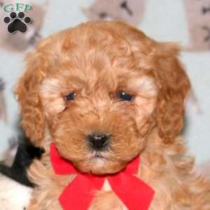 Sparkle, Miniature Poodle Puppy