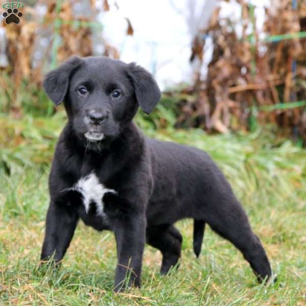 Sparkle, Golden Retriever Mix Puppy