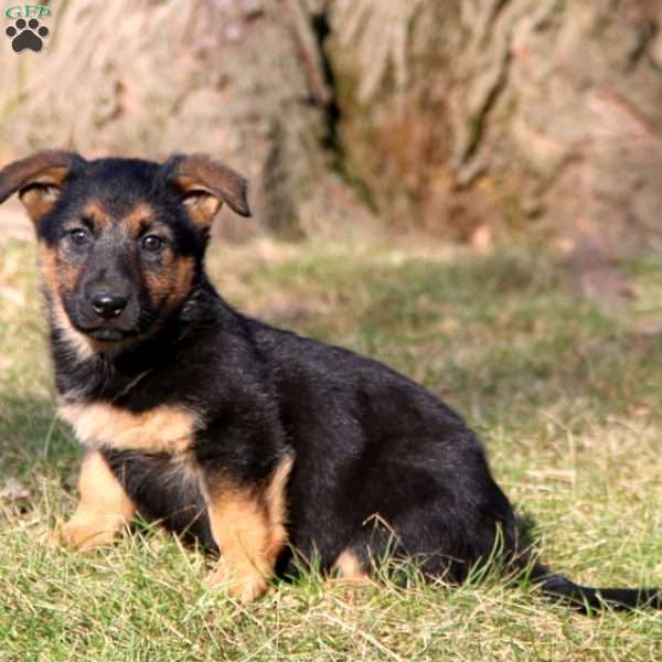 Sparkle, German Shepherd Mix Puppy