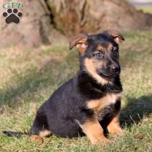 Sparkle, German Shepherd Mix Puppy