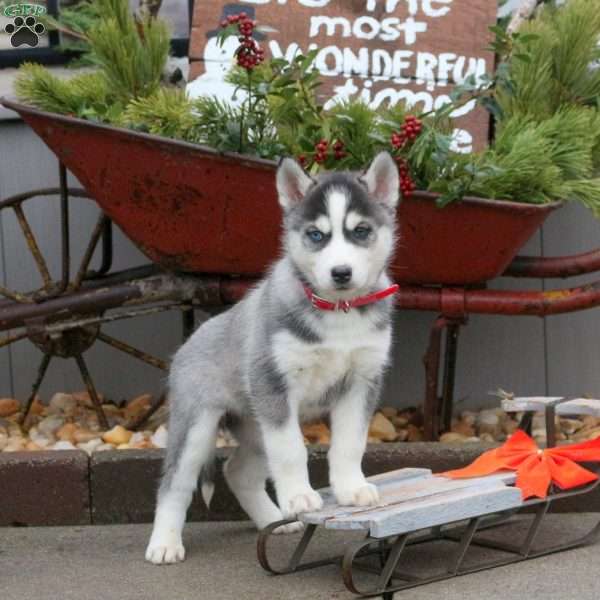 Sparkles, Siberian Husky Puppy