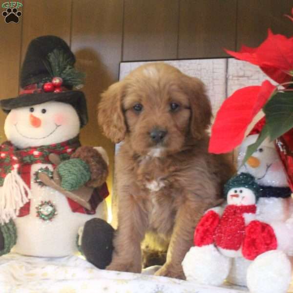 Sparkles, Cavapoo Puppy