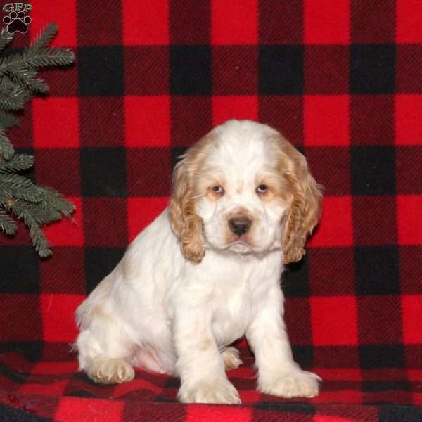 Sparkles, Cocker Spaniel Puppy