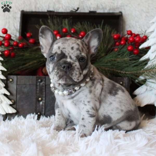 Sparkling Holly, French Bulldog Puppy