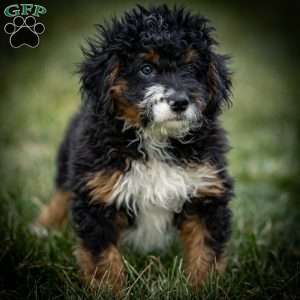 Sparky, Mini Bernedoodle Puppy