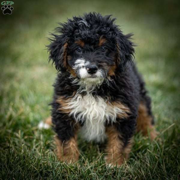 Sparky, Mini Bernedoodle Puppy