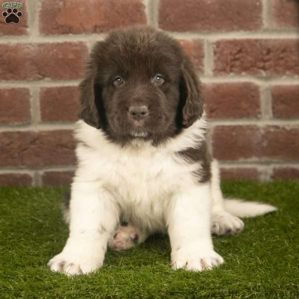 Sparky, Newfoundland Puppy